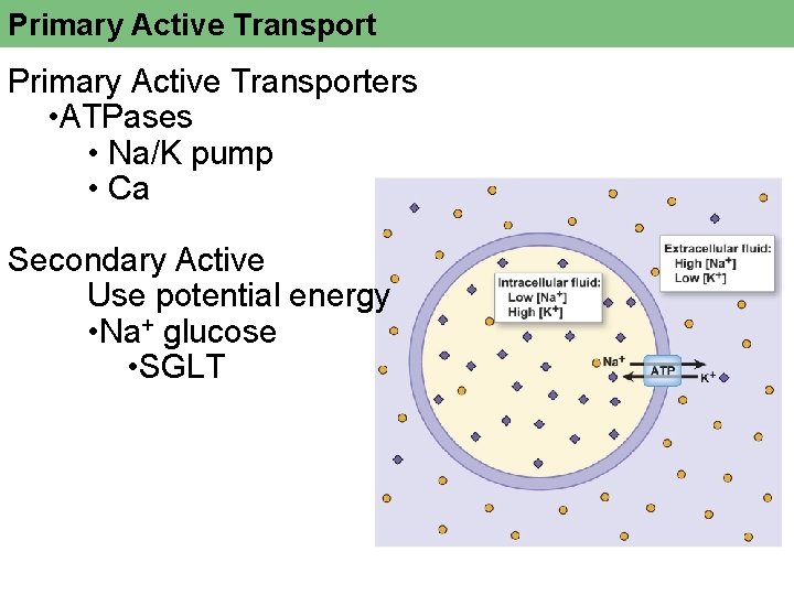 Primary Active Transporters • ATPases • Na/K pump • Ca Secondary Active Use potential