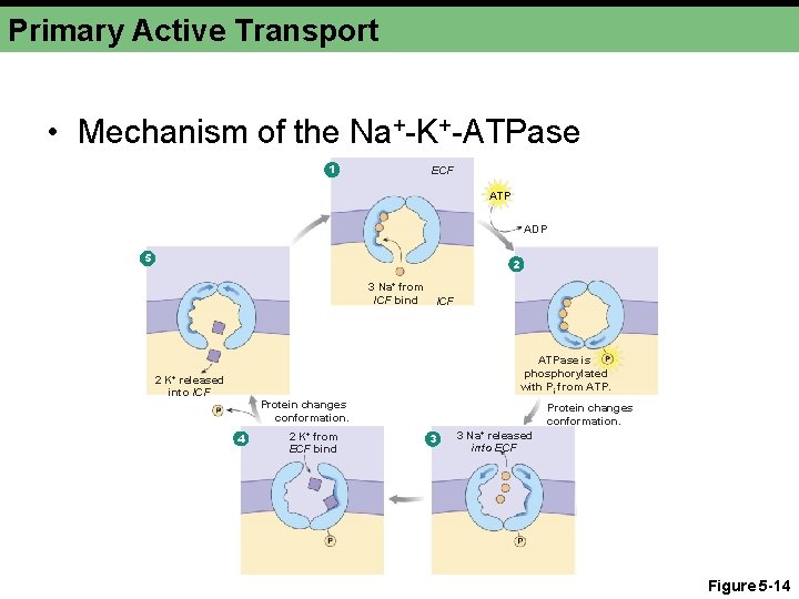 Primary Active Transport • Mechanism of the Na+-K+-ATPase 1 ECF ATP ADP 5 2