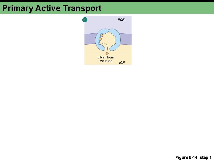 Primary Active Transport 1 ECF 3 Na+ from ICF bind ICF Figure 5 -14,