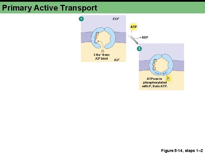 Primary Active Transport 1 ECF ATP ADP 2 3 Na+ from ICF bind ICF