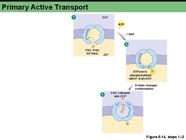 Primary Active Transport 1 ECF ATP ADP 2 3 Na+ from ICF bind ICF