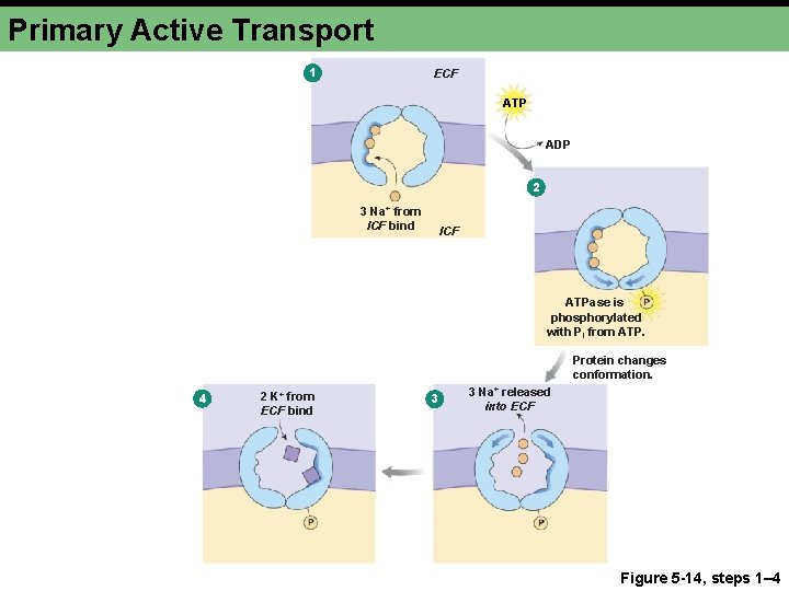 Primary Active Transport 1 ECF ATP ADP 2 3 Na+ from ICF bind ICF