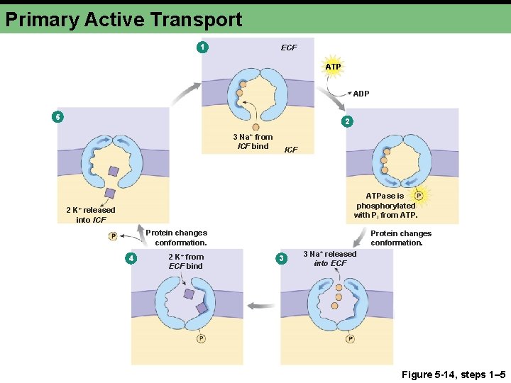 Primary Active Transport 1 ECF ATP ADP 5 2 3 Na+ from ICF bind