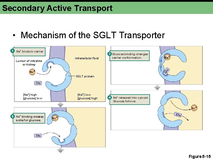 Secondary Active Transport • Mechanism of the SGLT Transporter 1 Na+ binds to carrier.