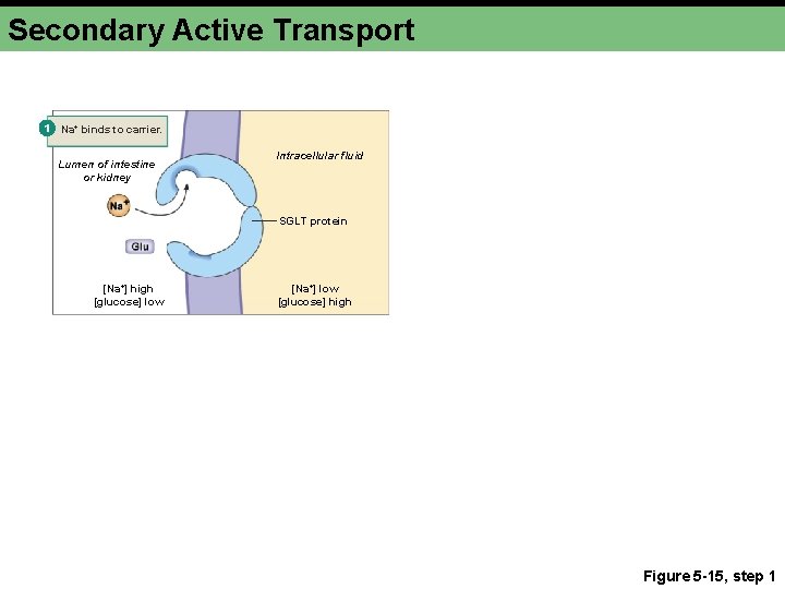 Secondary Active Transport 1 Na+ binds to carrier. Lumen of intestine or kidney Intracellular