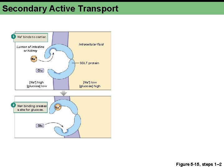 Secondary Active Transport 1 Na+ binds to carrier. Lumen of intestine or kidney Intracellular