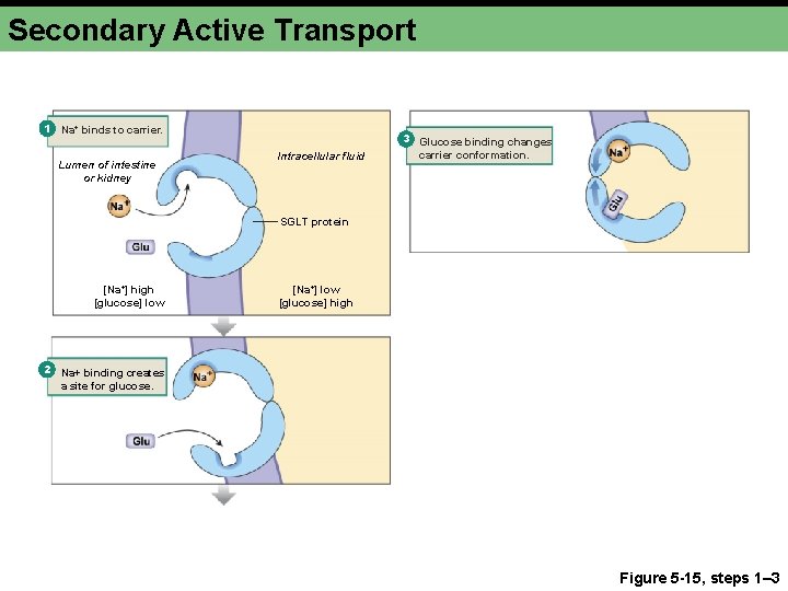Secondary Active Transport 1 Na+ binds to carrier. Lumen of intestine or kidney Intracellular