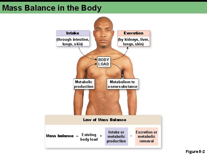 Mass Balance in the Body Intake Excretion (through intestine, lungs, skin) (by kidneys, liver,