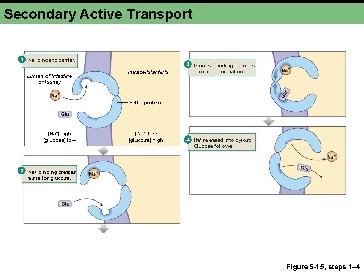 Secondary Active Transport 1 Na+ binds to carrier. Lumen of intestine or kidney Intracellular