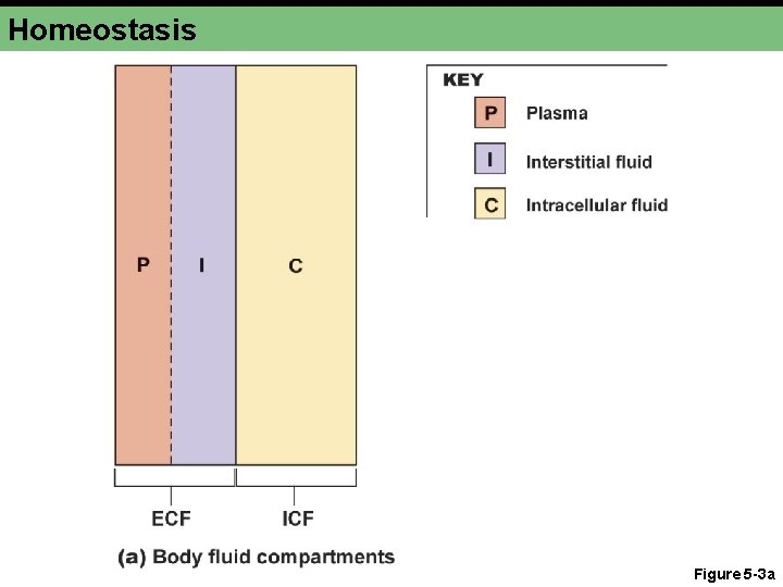 Homeostasis Figure 5 -3 a 
