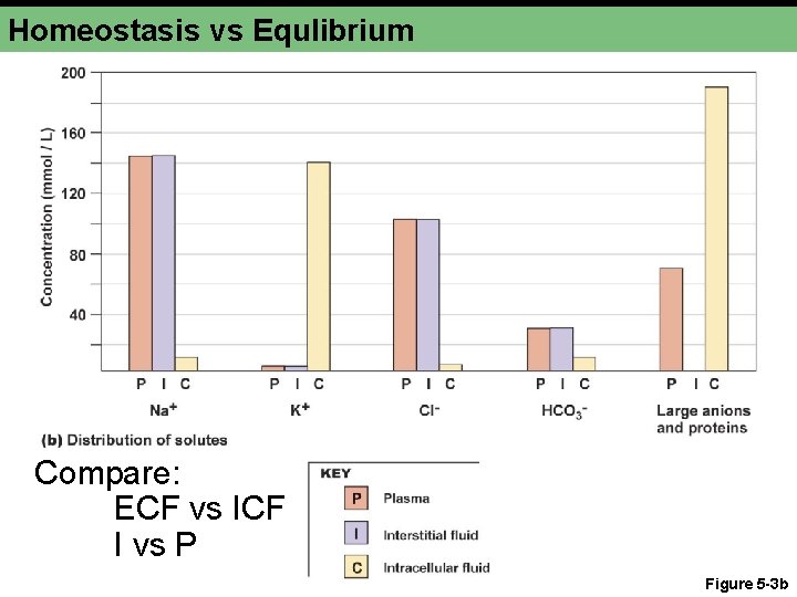Homeostasis vs Equlibrium Compare: ECF vs ICF I vs P Figure 5 -3 b
