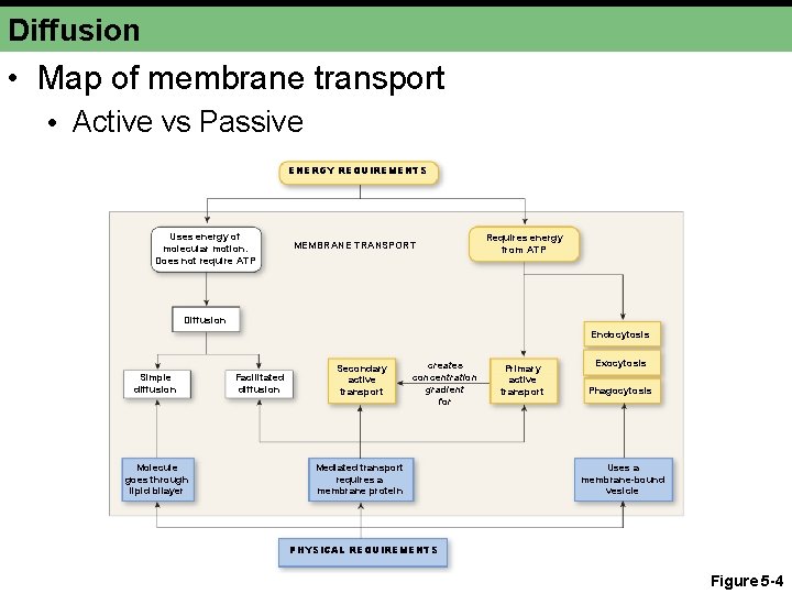 Diffusion • Map of membrane transport • Active vs Passive ENERGY REQUIREMENTS Uses energy