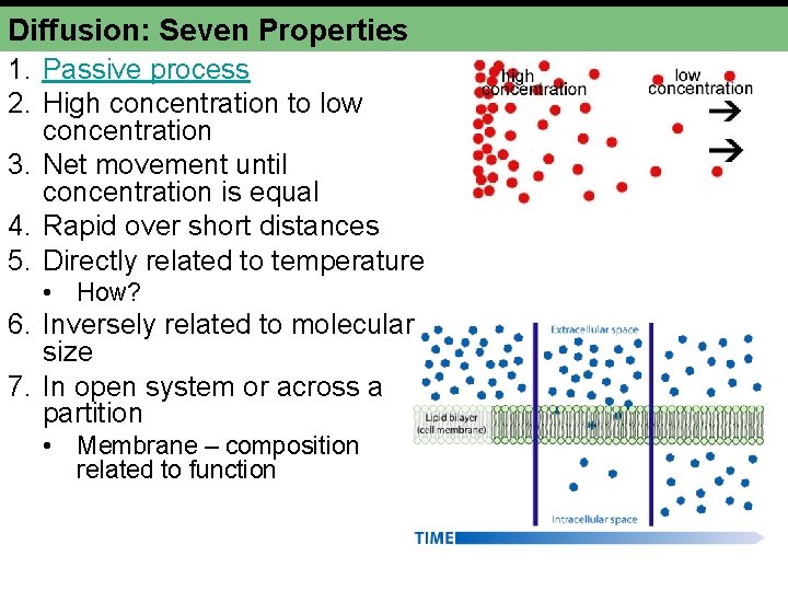 Diffusion: Seven Properties 1. Passive process 2. High concentration to low concentration 3. Net