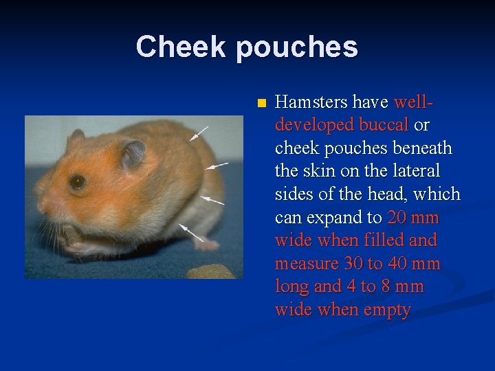 Cheek pouches n Hamsters have welldeveloped buccal or cheek pouches beneath the skin on