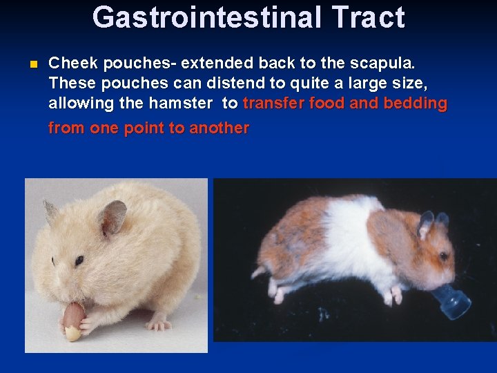 Gastrointestinal Tract n Cheek pouches- extended back to the scapula. These pouches can distend