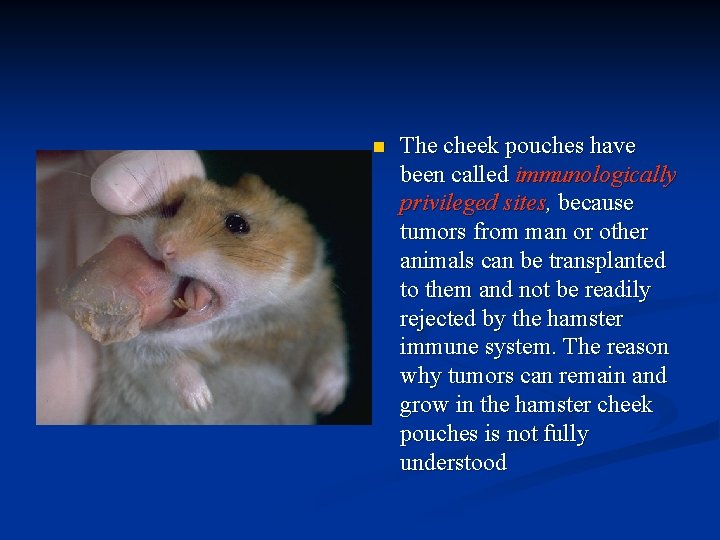 n The cheek pouches have been called immunologically privileged sites, because tumors from man