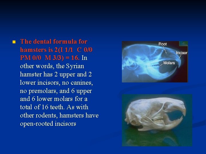 n The dental formula for hamsters is 2(I 1/1 C 0/0 PM 0/0 M