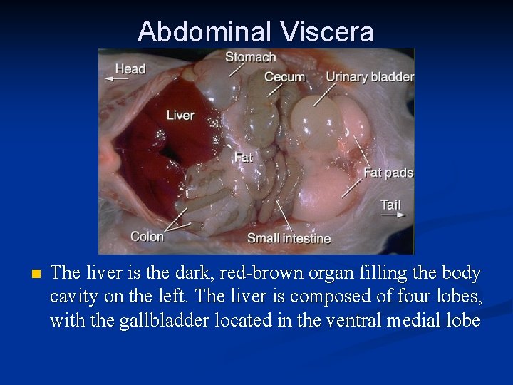 Abdominal Viscera n The liver is the dark, red-brown organ filling the body cavity