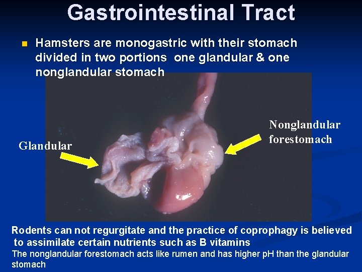 Gastrointestinal Tract n Hamsters are monogastric with their stomach divided in two portions one