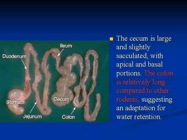 n The cecum is large and slightly sacculated, with apical and basal portions. The