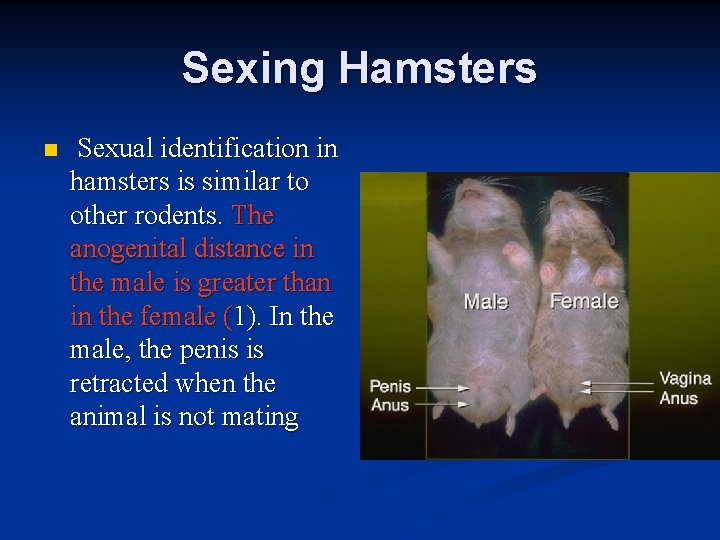 Sexing Hamsters n Sexual identification in hamsters is similar to other rodents. The anogenital