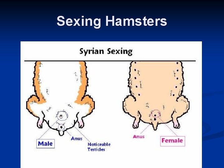 Sexing Hamsters 
