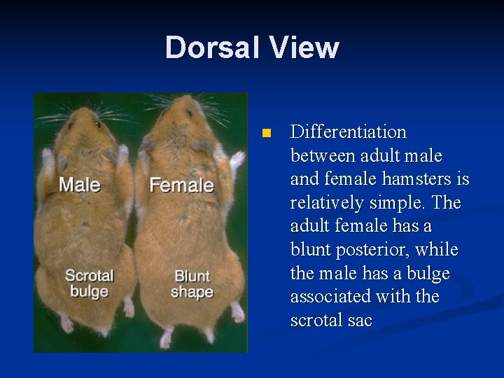 Dorsal View n Differentiation between adult male and female hamsters is relatively simple. The