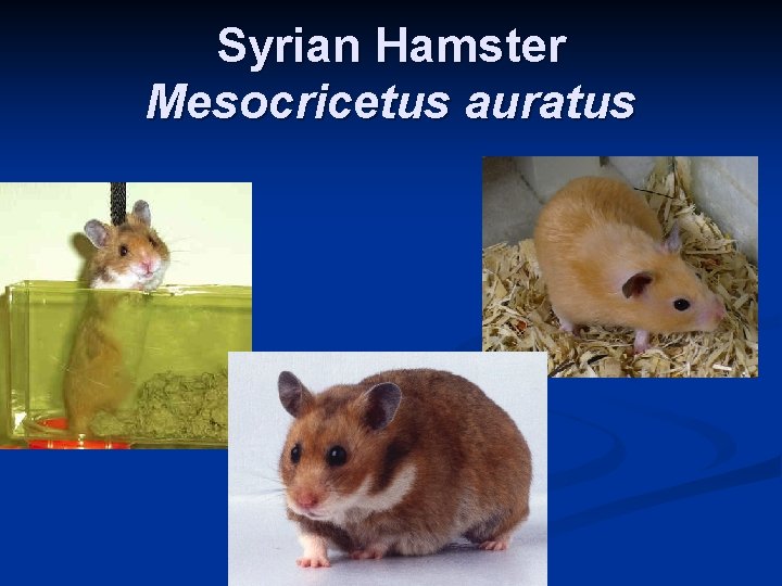 Syrian Hamster Mesocricetus auratus 