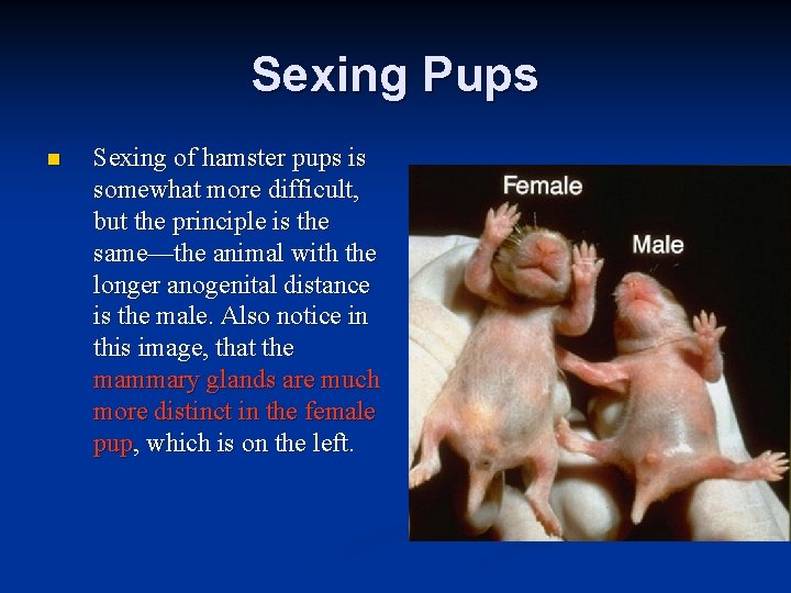 Sexing Pups n Sexing of hamster pups is somewhat more difficult, but the principle