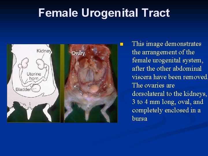 Female Urogenital Tract n This image demonstrates the arrangement of the female urogenital system,