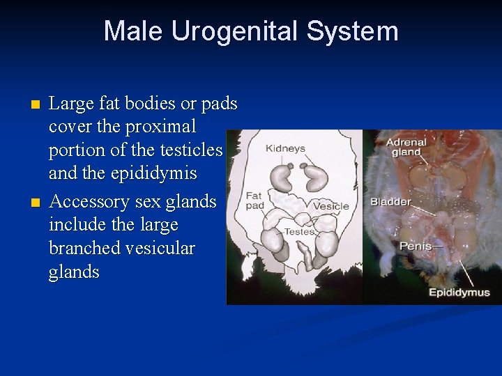 Male Urogenital System n n Large fat bodies or pads cover the proximal portion