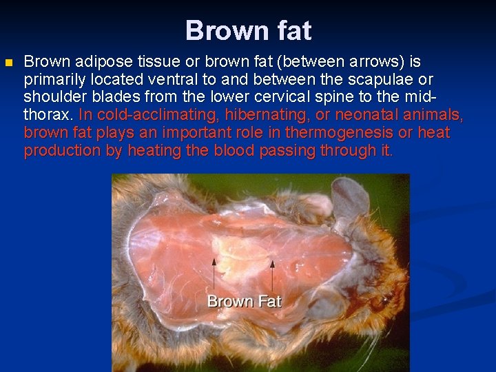 Brown fat n Brown adipose tissue or brown fat (between arrows) is primarily located