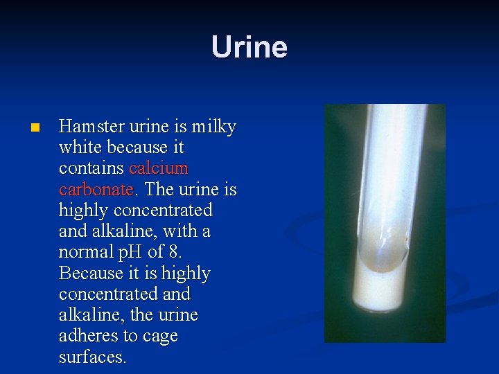 Urine n Hamster urine is milky white because it contains calcium carbonate. The urine