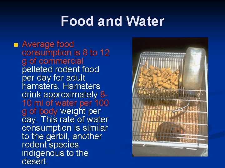 Food and Water n Average food consumption is 8 to 12 g of commercial