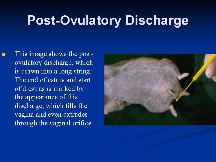 Post-Ovulatory Discharge n This image shows the postovulatory discharge, which is drawn into a