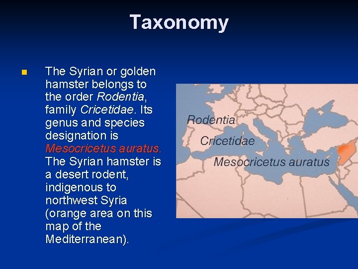 Taxonomy n The Syrian or golden hamster belongs to the order Rodentia, family Cricetidae.