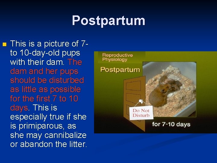 Postpartum n This is a picture of 7 to 10 -day-old pups with their