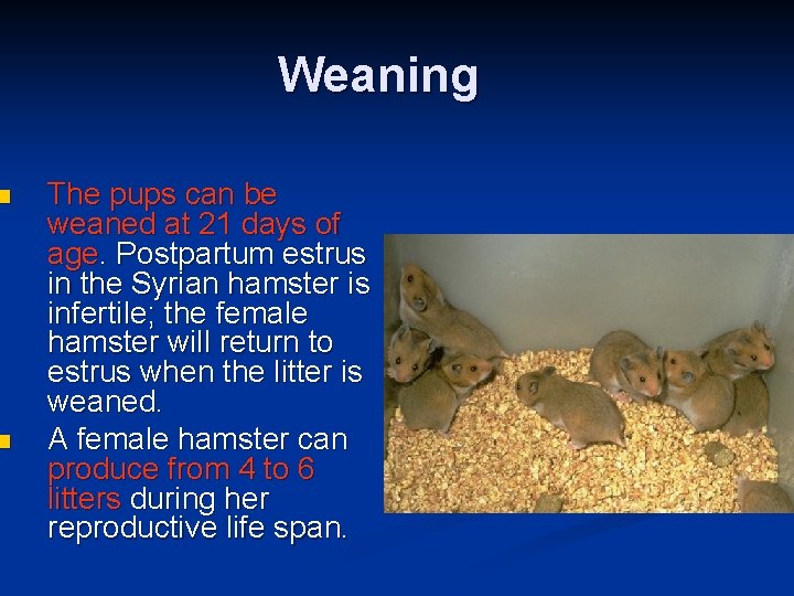 n n Weaning The pups can be weaned at 21 days of age. Postpartum