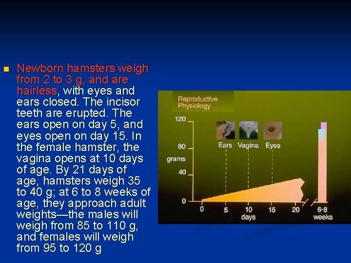 n Newborn hamsters weigh from 2 to 3 g, and are hairless, with eyes