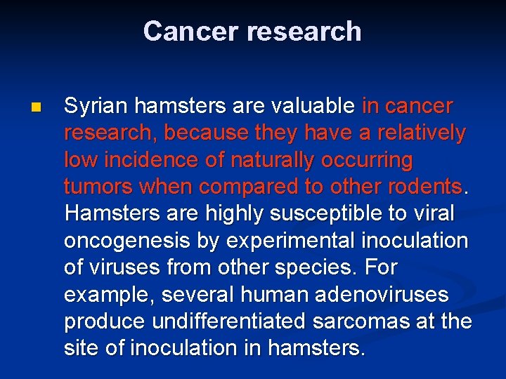 Cancer research n Syrian hamsters are valuable in cancer research, because they have a