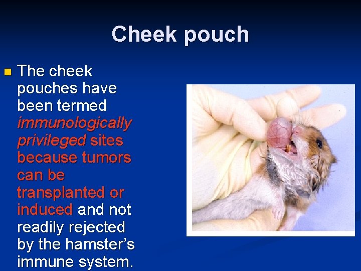 Cheek pouch n The cheek pouches have been termed immunologically privileged sites because tumors