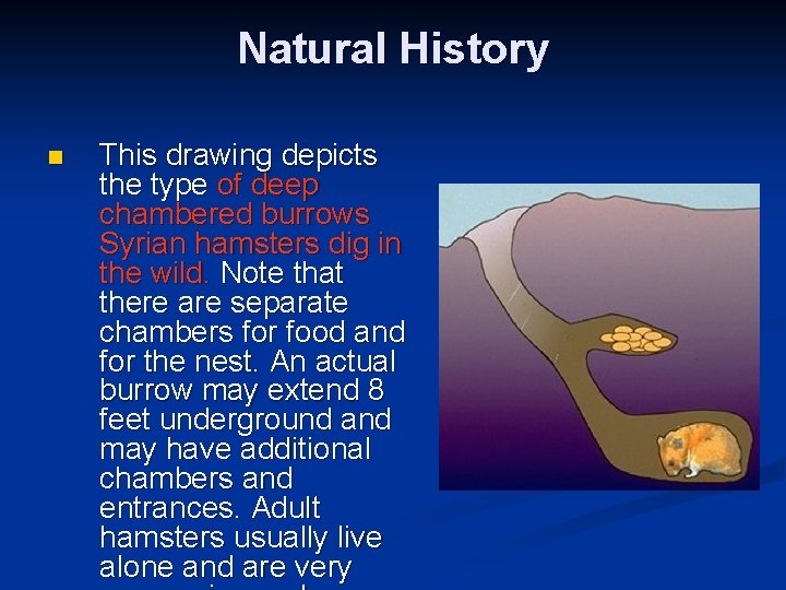 Natural History n This drawing depicts the type of deep chambered burrows Syrian hamsters