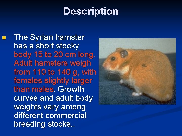 Description n The Syrian hamster has a short stocky body 15 to 20 cm