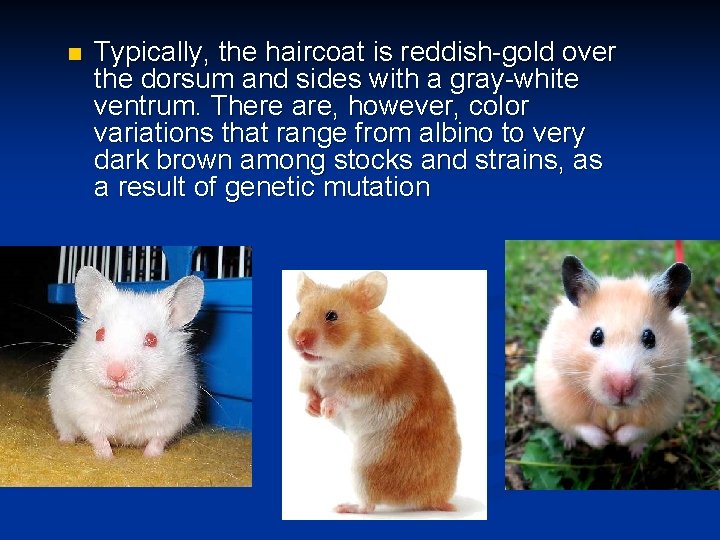 n Typically, the haircoat is reddish-gold over the dorsum and sides with a gray-white