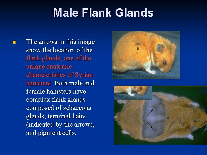 Male Flank Glands n The arrows in this image show the location of the