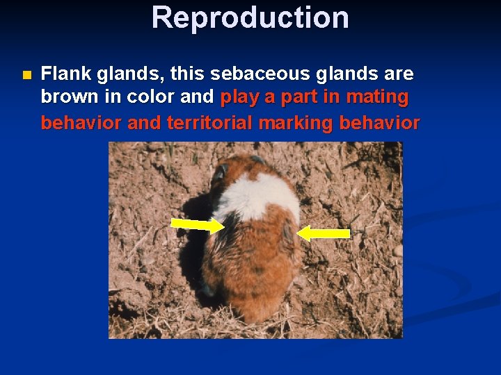 Reproduction n Flank glands, this sebaceous glands are brown in color and play a