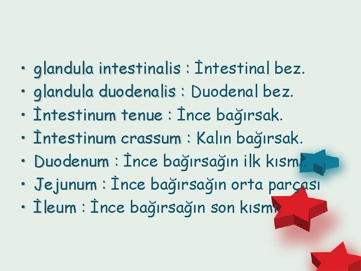  • • glandula intestinalis : İntestinal bez. glandula duodenalis : Duodenal bez. İntestinum