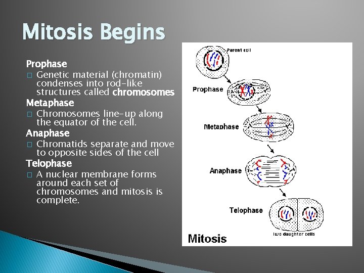 Mitosis Begins Prophase � Genetic material (chromatin) condenses into rod-like structures called chromosomes Metaphase