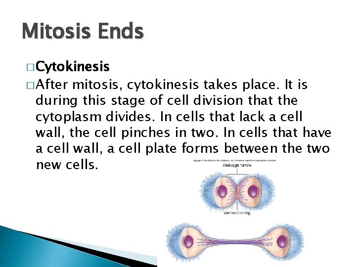 Mitosis Ends � Cytokinesis � After mitosis, cytokinesis takes place. It is during this