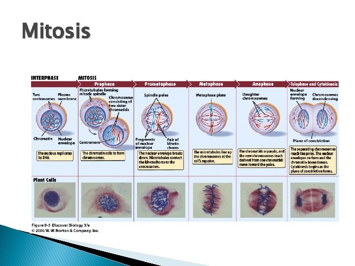 Mitosis 